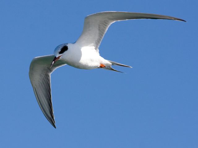 Forster's Tern